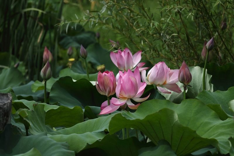 Июль. Лотосыphoto preview