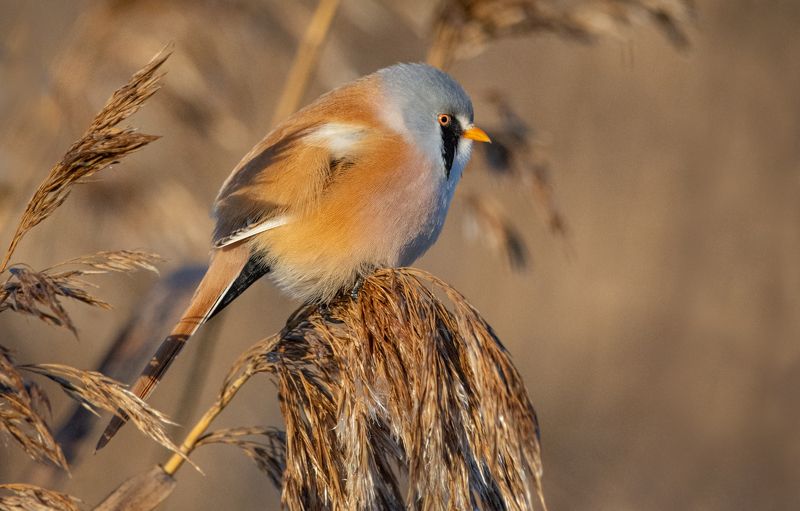 усатая синица,panurus biarmicus, самец. Усатая синица (Panurus biarmicus), самец. 14 ноября 2021г. Ленинградская область (Ломоносовский район). Тростниковые заросли на берегу Финского залива.photo preview
