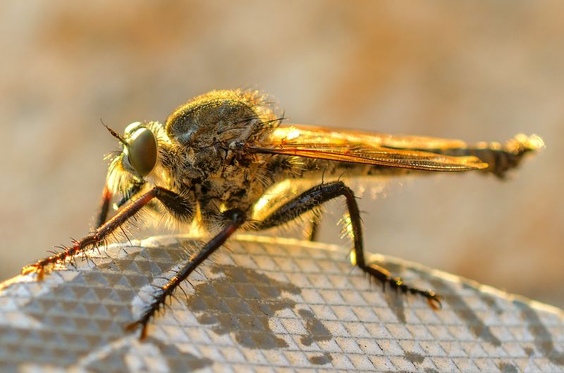 макро, насекомое, природа, муха, крылья Чудо-юдо 2photo preview