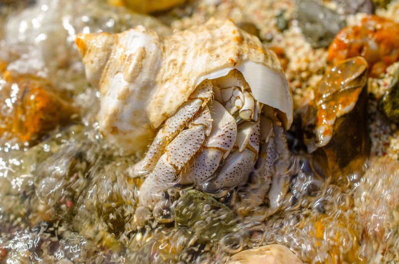 рак-отшельник, раковина, море, моллюск, макро, клешни, панцирь Рак-отшельникphoto preview