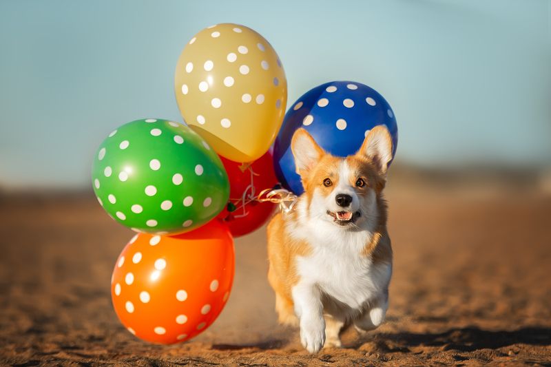 День Рожденияphoto preview