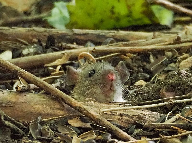 кто там фото превью