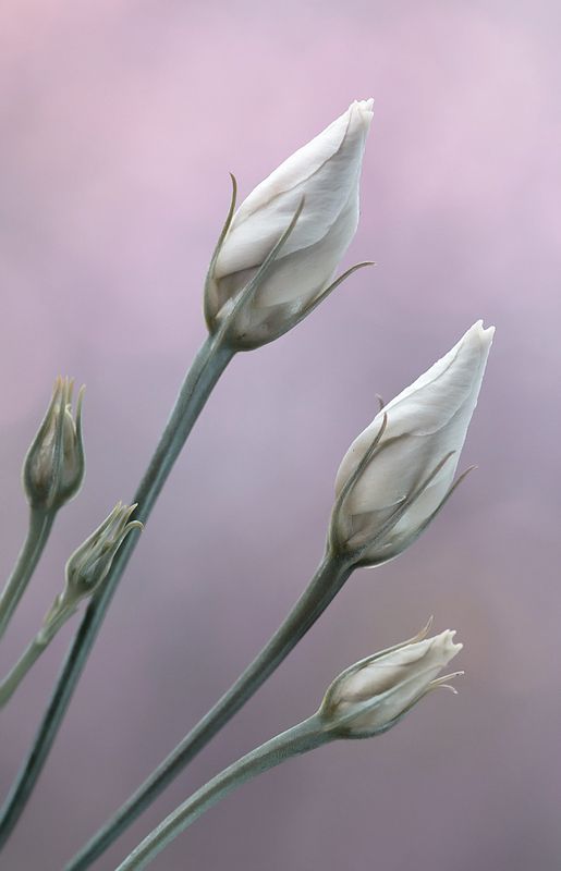 Eustomaphoto preview