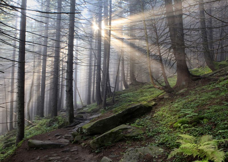 Навстречу солнцуphoto preview