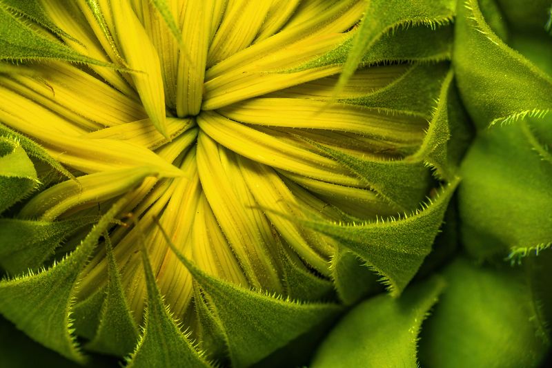sunflower, macro, nature, flora, flower, Before Bloomphoto preview