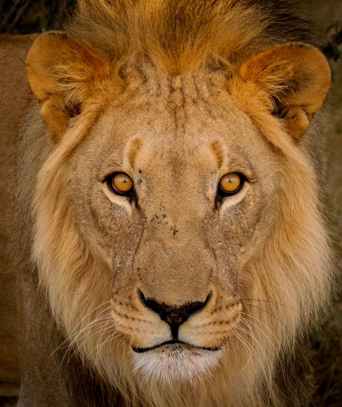 намибия, африка, лев, царь, дикая природа, намибия 2021, сафари, взгляд, lion, king, wildlife, safari, view, хищник, нд Взглядphoto preview