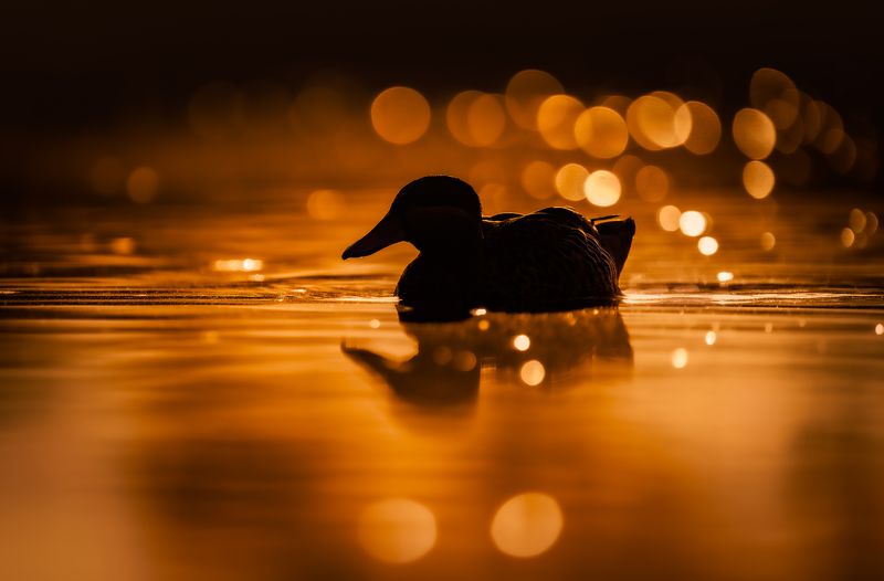 bird, birds, shadows, sunrise, golden hour, wildlife, duck, water, silhoeutte Golden shadowsphoto preview
