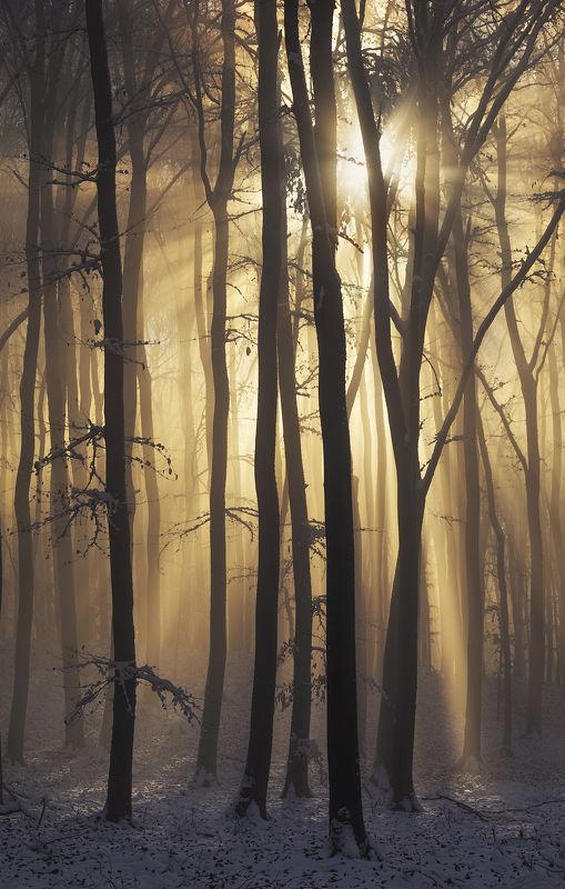 #forest #trees #mist #light #rays #fog #morning #winter #snow #misty #cold #hills #romania Into the Lightphoto preview