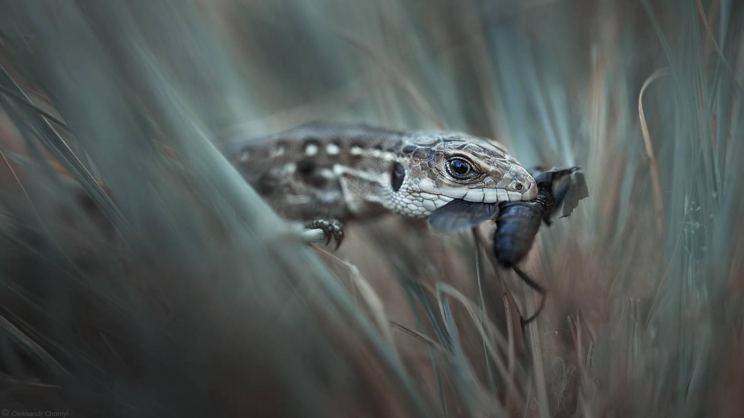 ящерица, рептилия, весна, макро, макро мир, макро истории,, Александр Чорный