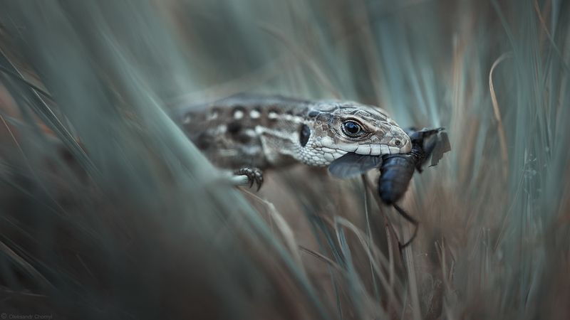 ящерица, рептилия, весна, макро, макро мир, макро истории, Тихая охотаphoto preview