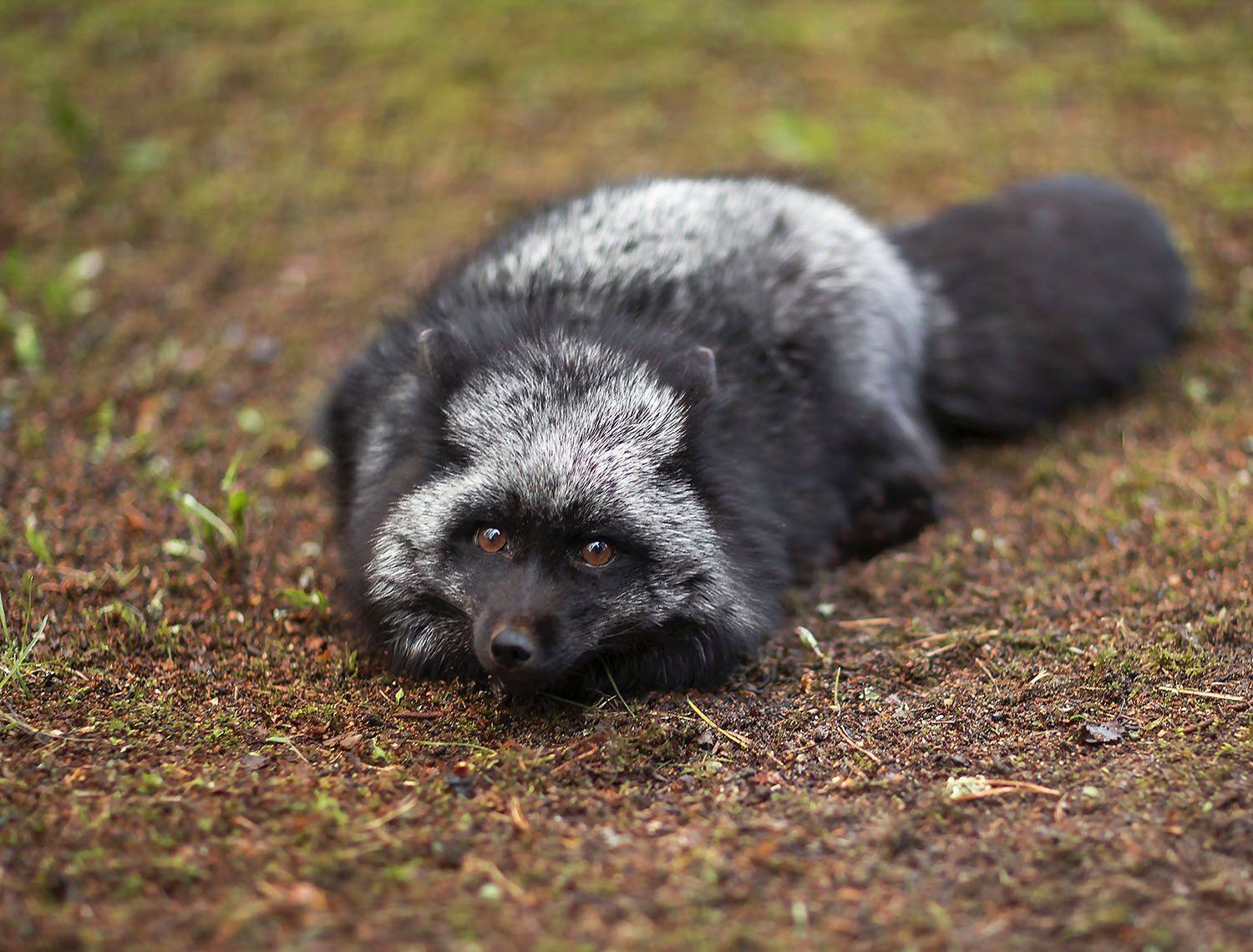 лиса,чернобурая,красотка, охота, осень,красота,природа, fox, black, hunting,beautiful, autumn, nature, Юлия Стукалова