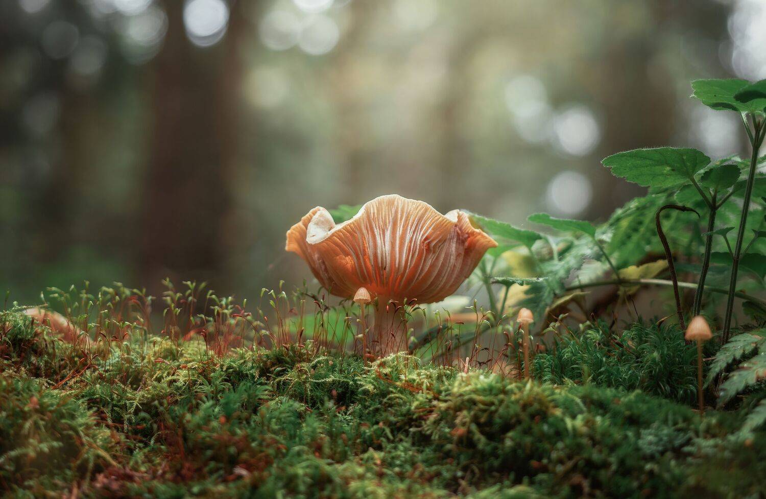 ***. Автор: Мозжухин Максим , Мозжухин Максим