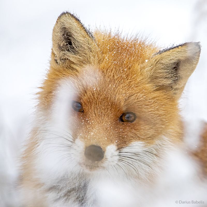 Лисицаphoto preview