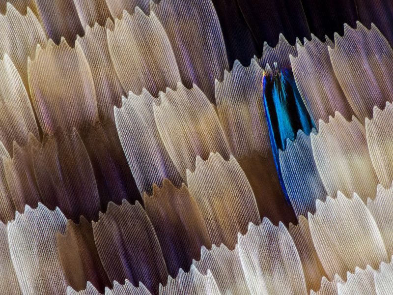 irass, waledzik, nat geo, olympus, close up, macro, extreme macro, макро Palla publius.photo preview