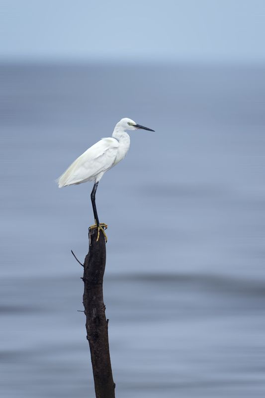 birds, animals, wildlife, heron, птицы, цапля, пернатые Балансphoto preview