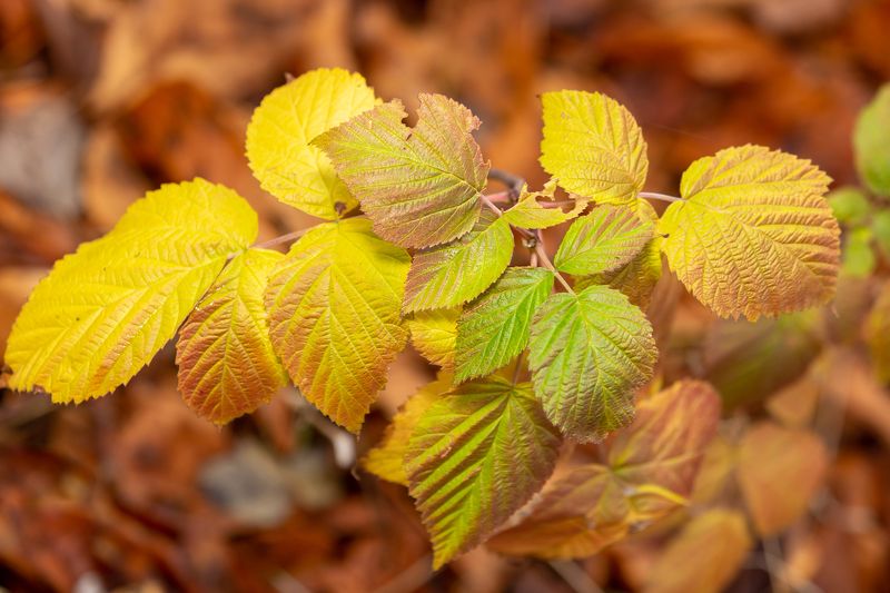 Leaf in naturephoto preview