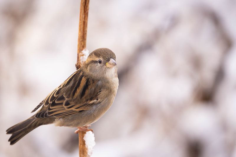 Sparrow in winterphoto preview