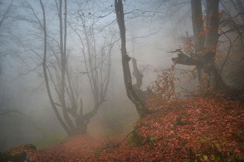 Мистический лесphoto preview