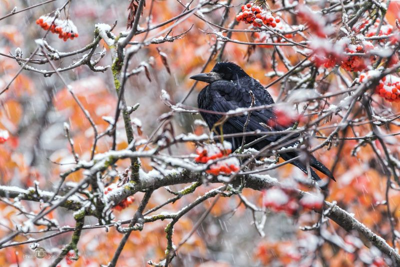 грач, снегопад, снег, рябина, нелётная погода, пасмурная погода,  фотоохота, противоестественно, аномально, птица, природа, плоды, ошарашенный, осень, ноябрь,  белгородская область, live for the story, Нелётная погода виновата ...photo preview