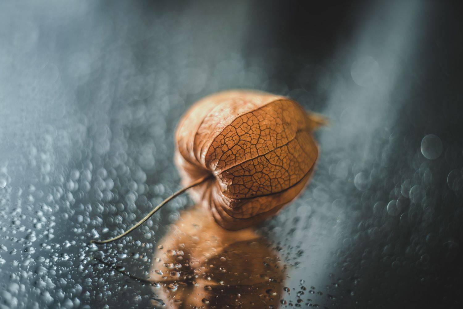 Физалис. Автор: Сальников Евгений физалис, капли, воды, отражения, боке, зеркало, Сальников Евгений