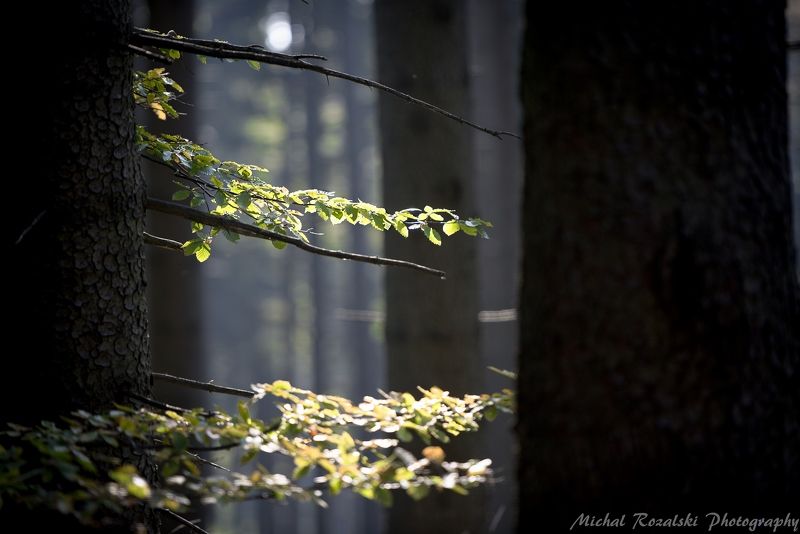 trees, ,forest, ,spring, ,green, ,landscape, ,park ,nature, ,bush, ,dark, ,photo Seen among the treesphoto preview
