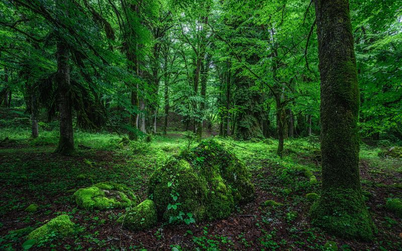 пейзаж, день Реликтовый лесphoto preview