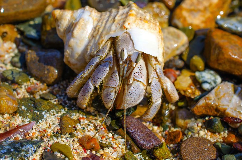 макро, рак-отшельник, членистоногое, моллюск, природа, раковина, море, жизнь Рак-отшельник 2photo preview