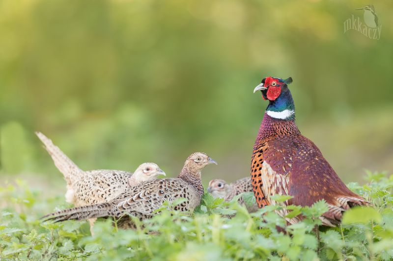 Short and his haremphoto preview