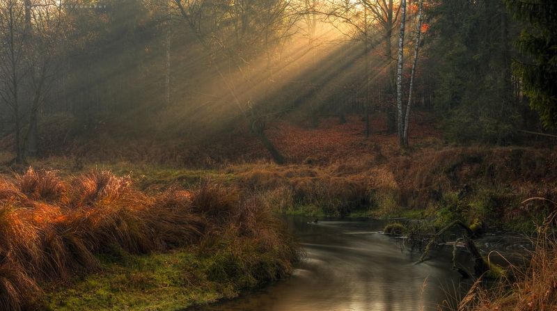 nature, природа, autumn, осень, tree, дерево, river, река The autumn dream of the river.photo preview