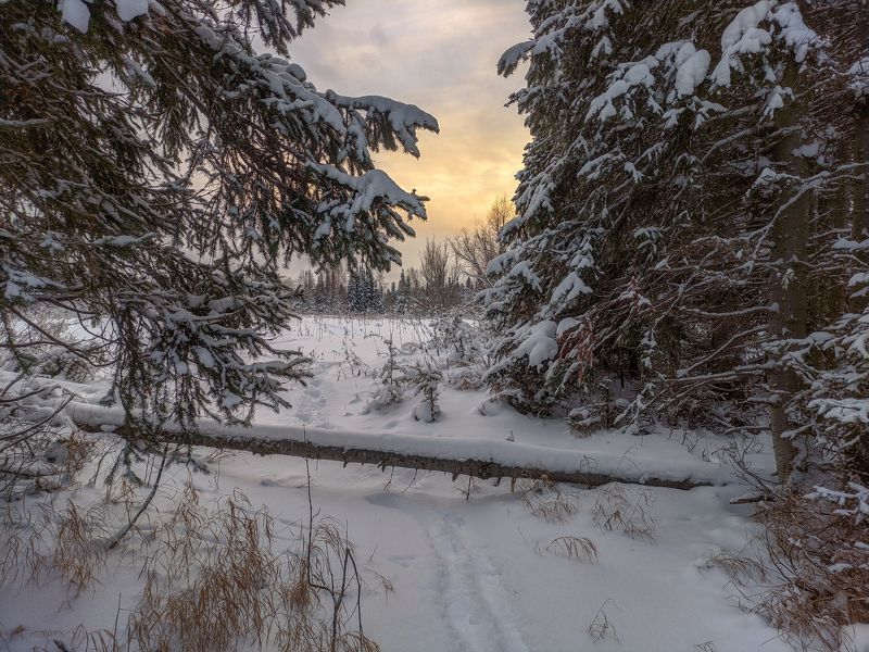 печора, лес, север В зимнем лесу ноябряphoto preview