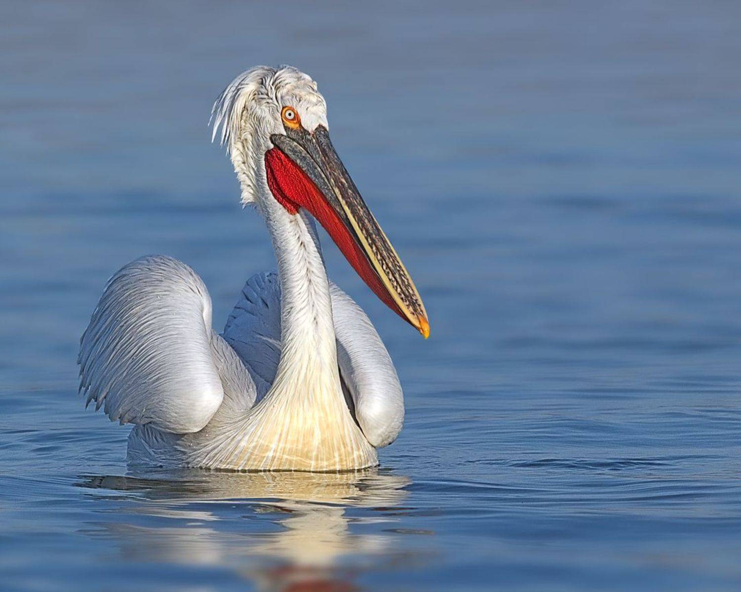 Кокорчо :). Автор: Георги Славов , Георги Славов