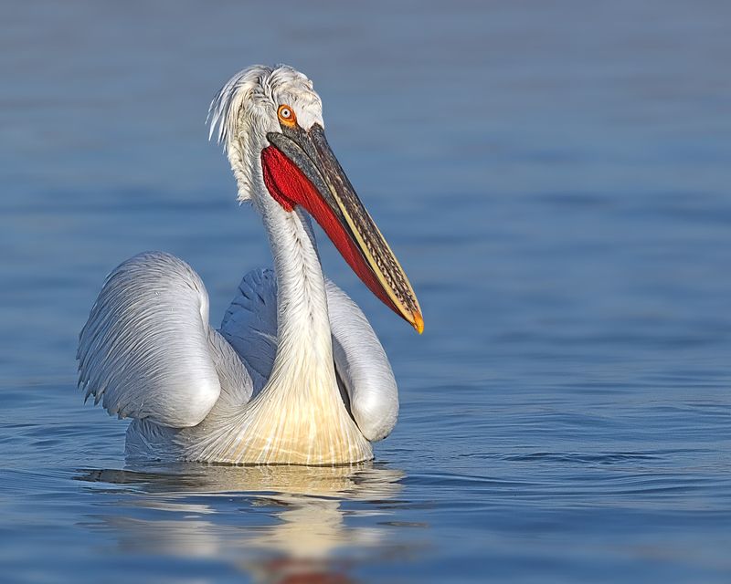 Кокорчо :) фото превью