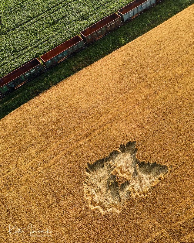 Поезд в поляхphoto preview