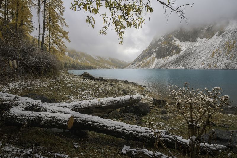 Siberian Snainphoto preview