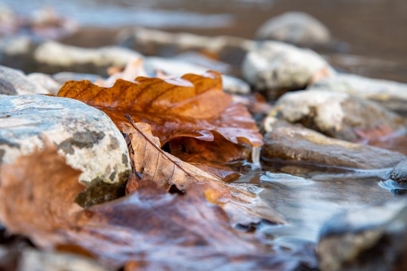 осень, вода, ручей, лист, крупный план, увядание, желтый Симфония осени фото превью