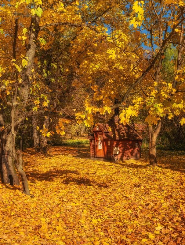 Парк в золотеphoto preview