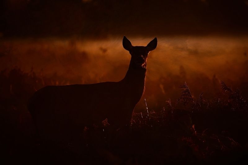 EARLY MORNING...photo preview