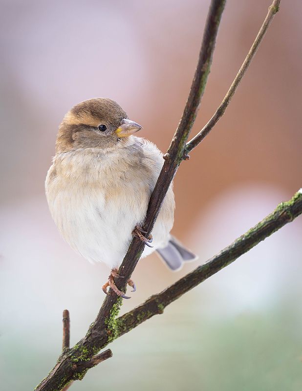 Sparrowphoto preview