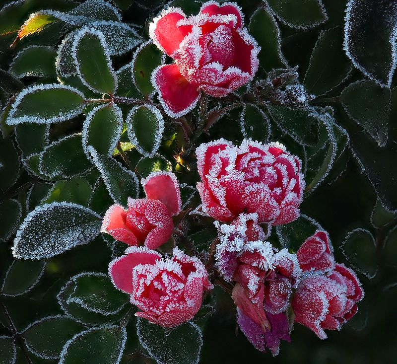 утренний инейphoto preview