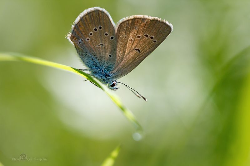 макро,  голубянка, бабочка, крылья, утро, природа, polyommatus amandus, голубянка милая, голубянка аманда, макросъемка насекомых, макросъемка, съёмка насекомых, макро охота, фотоохота, фокусирование, фокусировка, макрофото охота Утренний моционphoto preview