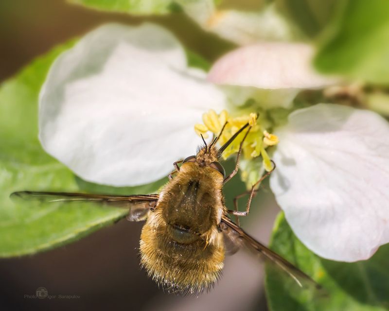 макро рассказ, фото рассказ, муха жужжало, цветочный паук, мизумена косолапая, макрофото охота, цветок яблони, хоботок, равновесие, нектар, муха, макро, зависнуть, жужжало большой, жужжало,  балансирование, bombylius major Укус мизуменыphoto preview