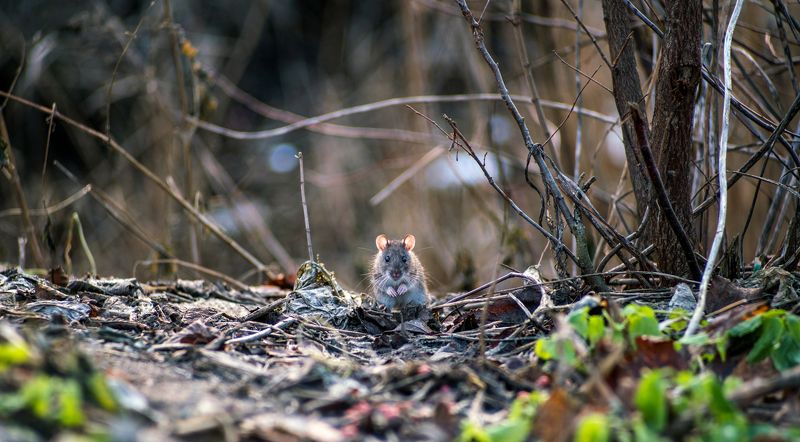 крыса, пасюк, серая крыса, природа, животные Любопытный Крысёнокphoto preview