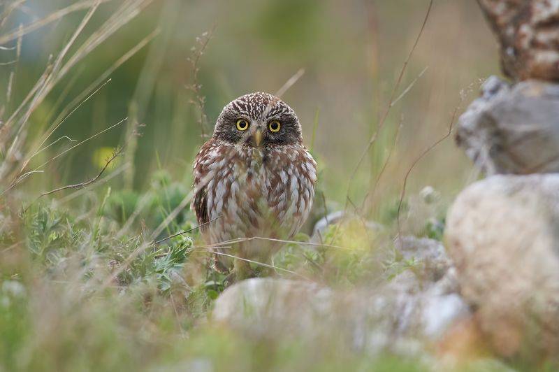 nature, wildlife, birds, owls ***photo preview