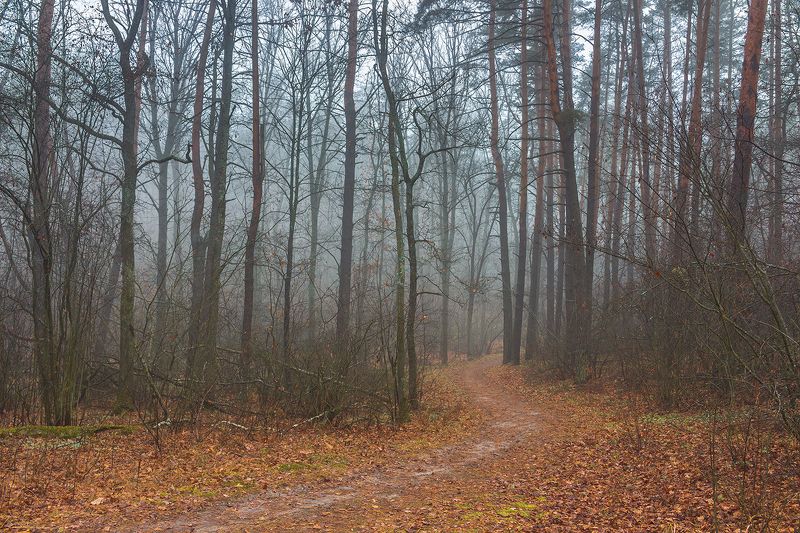 осень, лес, ноябрь, заповедник photo preview
