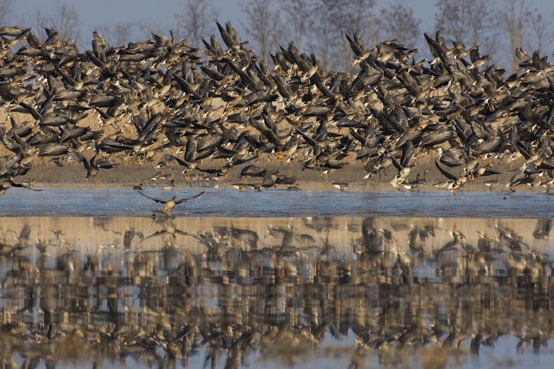 Migrationphoto preview