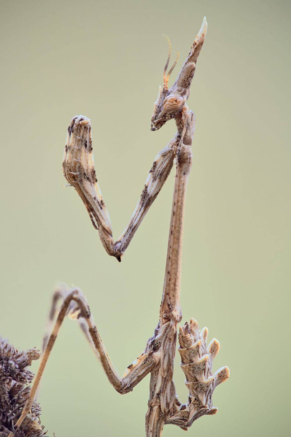 Автор: Fabio Cartelli , Fabio Cartelli