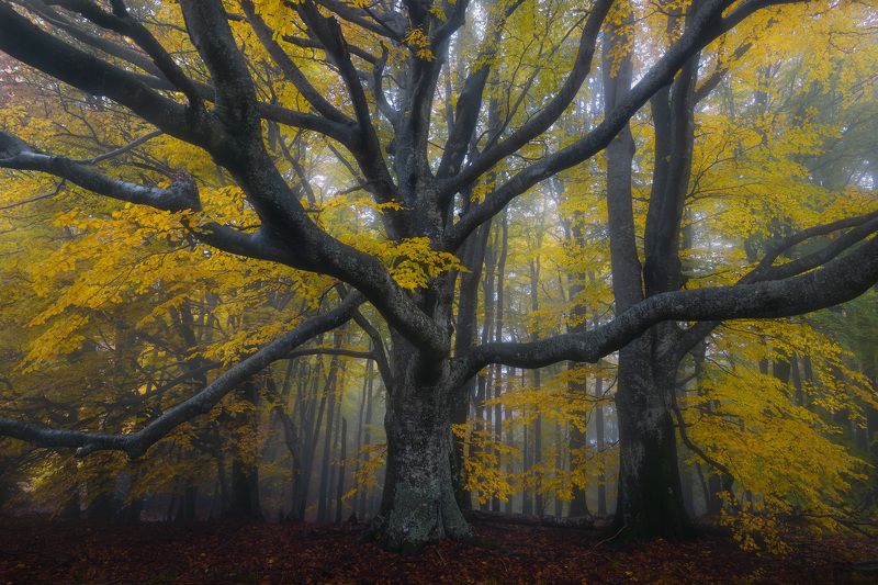 Ancient memoriesphoto preview