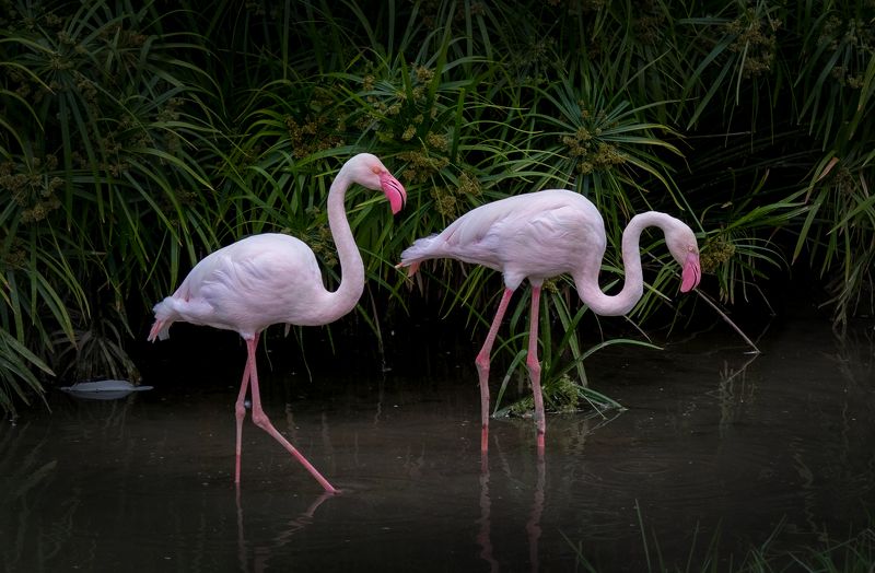 фламинго, африка, заповедник mt.etjo, намибия, нд, намибия 2021 Фламингоphoto preview