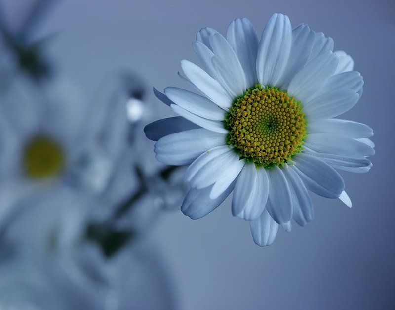 С Праздником, милые женщины!photo preview