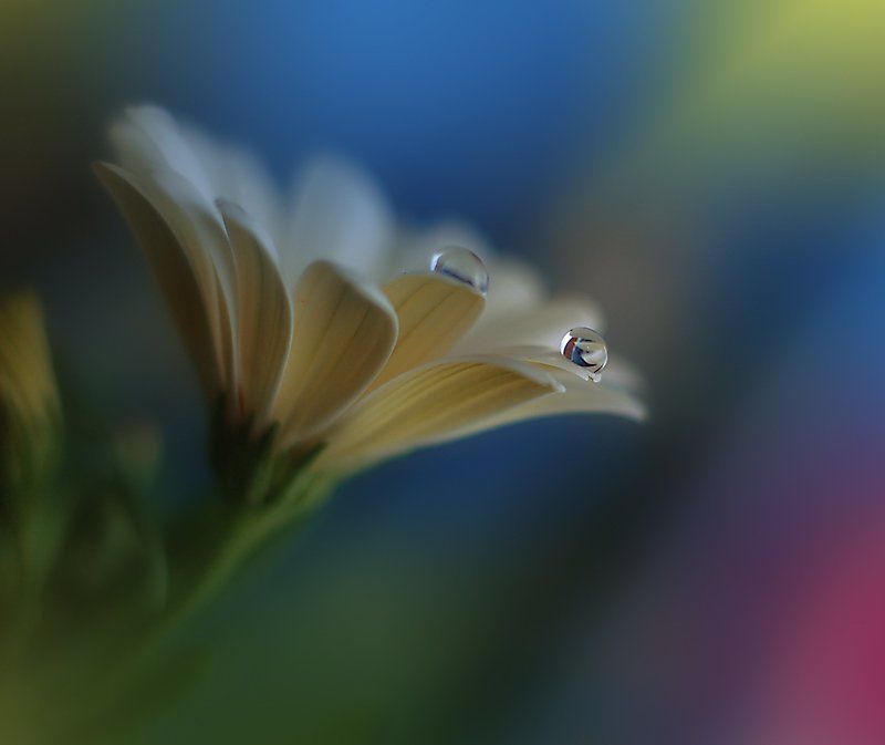 Closeup, Colors, Drop, Fine art, Flower, Garden, Light, Macro, Nature, Nikon, Reflection, Water, Water drop ``**``**``photo preview